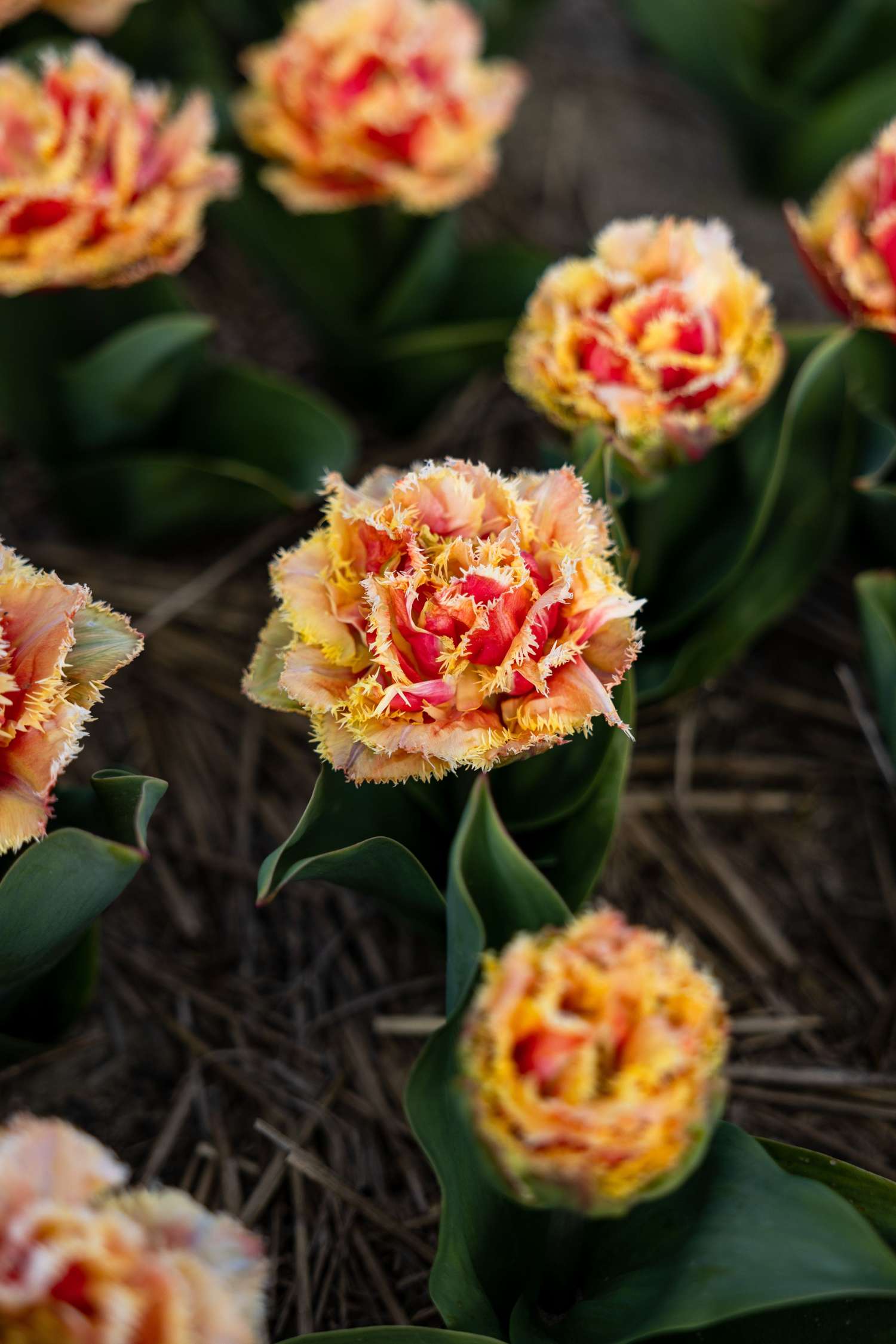 Tulip 'Brisbane'
